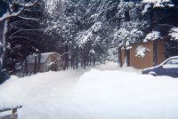 Snow-laden Pictures