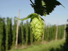 Hop cone